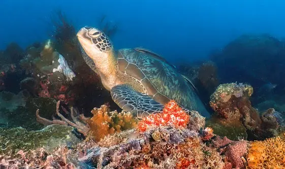 Pulau Pramuka sea turtle 1, idiventure