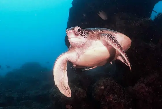 Pulau Pramuka sea turtle 2, idiventure